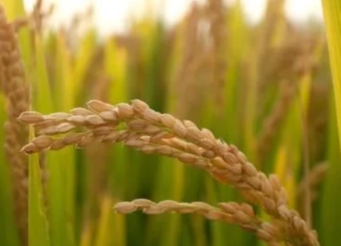 緩控釋肥對水稻生長發(fā)育的影響，這些知識(shí)你可能不清楚，不妨看看