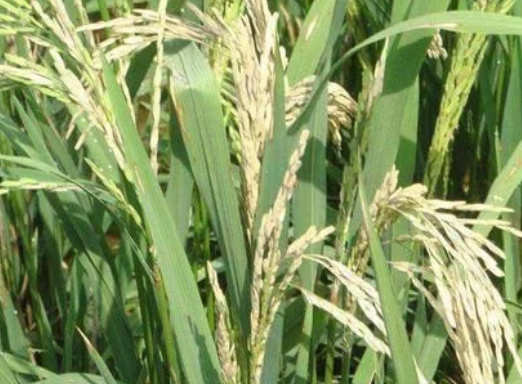 水稻穗頸瘟&ldquo;只能預(yù)防，不能治&rdquo;，肥量高、株密發(fā)生風(fēng)險(xiǎn)高