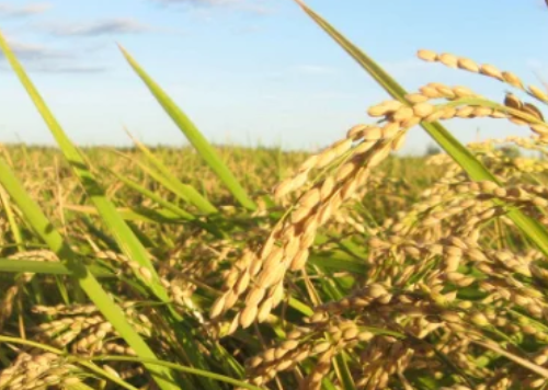 水稻進(jìn)入拔節(jié)孕穗期，農(nóng)民做好這3點(diǎn)，壯桿爭大穗，為高產(chǎn)打基礎(chǔ)