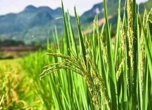 水稻鉀肥什么時(shí)候施用好？有哪些要求？