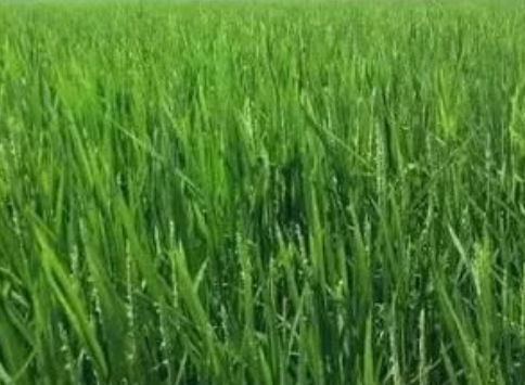 水稻抽穗期能缺水嗎？施什么肥料好？