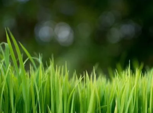 水稻高產(chǎn)栽培技術(shù)，掌握科學(xué)種植技巧，以減少病蟲(chóng)害的發(fā)生