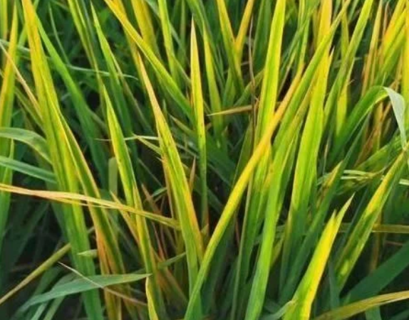 田間水稻一片&ldquo;火紅&rdquo;，細(xì)條病、赤枯病、稻瘟病如何區(qū)別防治？