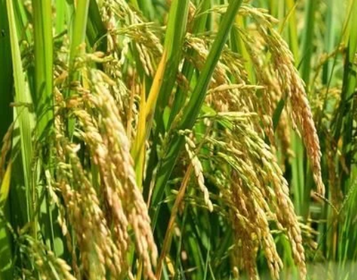 水稻直播高產(chǎn)栽培技術(shù)，要注意這幾點，你也能有大豐收